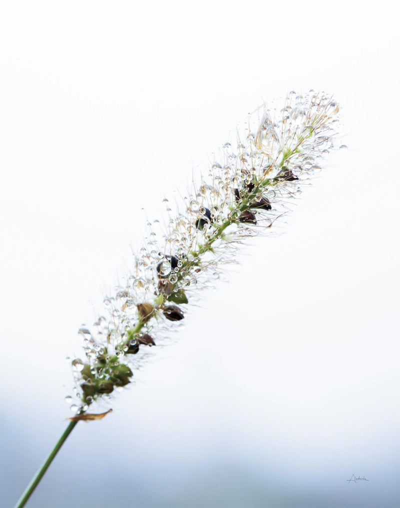 Seeds and Water I by Aledanda