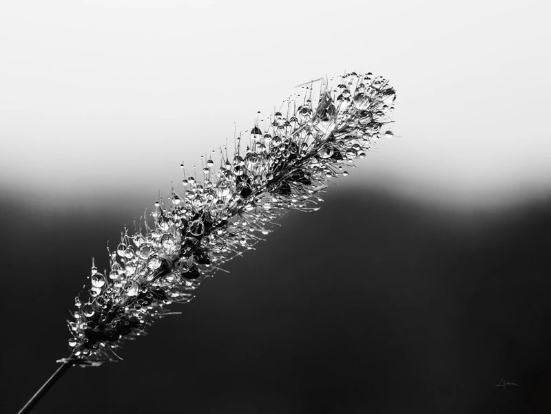 Seeds and Water II by Aledanda