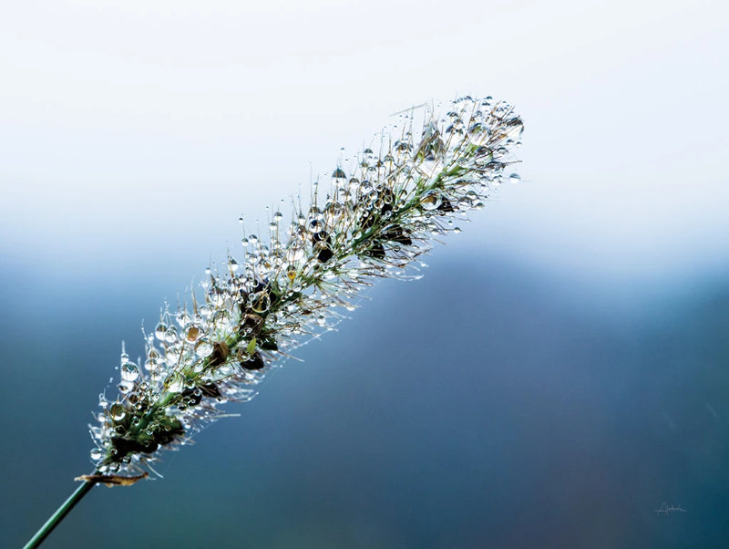 Seeds and Water III by Aledanda