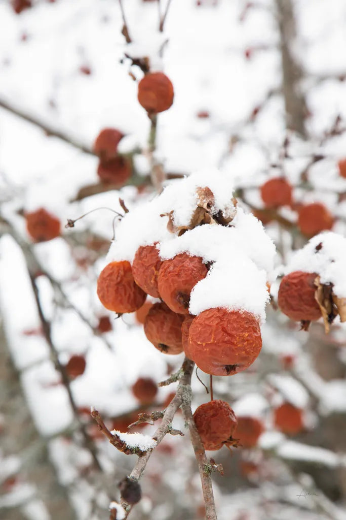 Snowcapped by Aledanda. SKU 60996h. Archival Giclee Fine art print for wall decor.