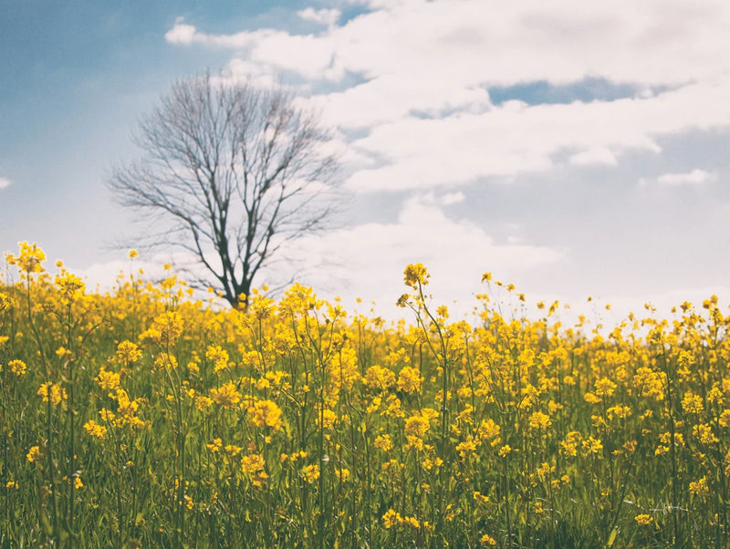 Spring Meadow by Aledanda