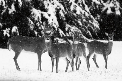 The Herd by Aledanda. SKU 53594i. Archival Giclee Fine art print for wall decor.