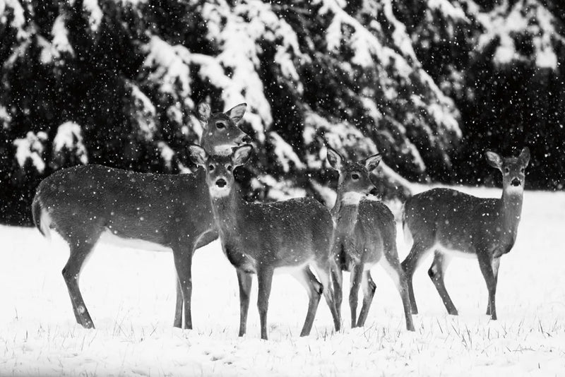 The Herd by Aledanda. SKU 53594i. Archival Giclee Fine art print for wall decor.
