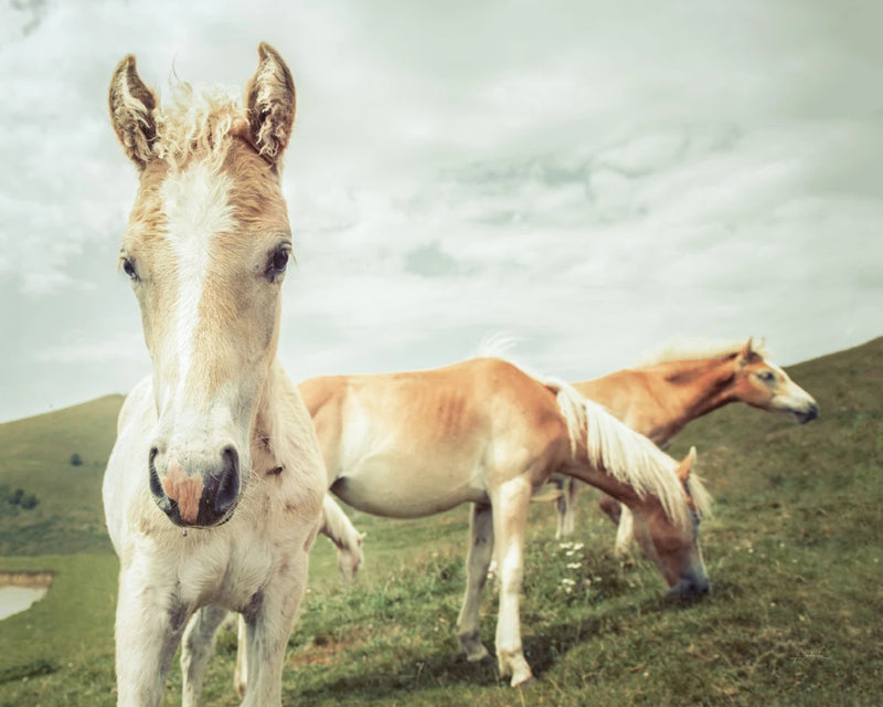 Three Buddies by Aledanda