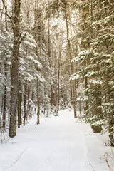 Through the Woods by Aledanda. SKU 60992h. Archival Giclee Fine art print for wall decor.