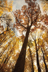 Towering Trees I by Aledanda. SKU 53649h. Archival Giclee Fine art print for wall decor.