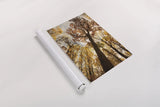 Towering Trees I by Aledanda. shown as a rolled paper print. Available as archival giclee rolled canvas, fine art paper, or poster print. SKU 53649h.