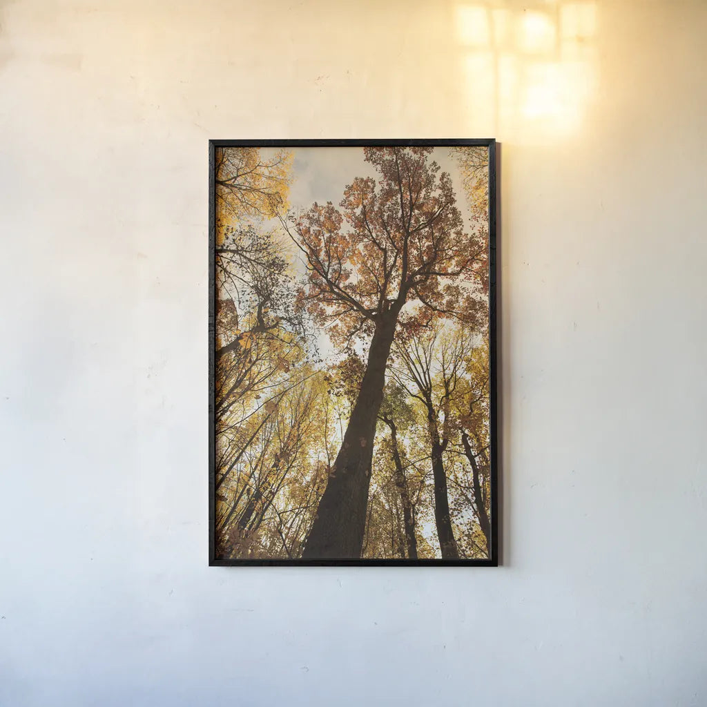 Towering Trees I by Aledanda. shown as a paper print in a black flame. Available as a archival giclee rolled canvas, fine art paper, or poster print. SKU 53649h.