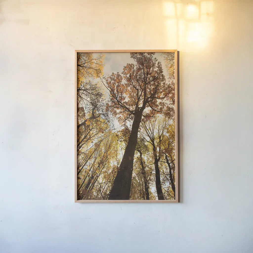 Towering Trees I by Aledanda. shown as a paper print in a natural frame. Available as a archival giclee rolled canvas, fine art paper, or poster print. SKU 53649h.