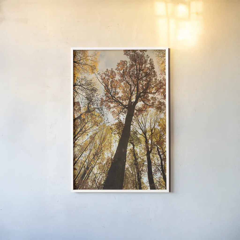 Towering Trees I by Aledanda. shown as a paper print in a white frame. Available as a archival giclee rolled canvas, fine art paper, or poster print. SKU 53649h.