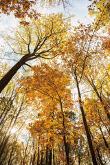 Towering Trees II by Aledanda. SKU 53650h. Archival Giclee Fine art print for wall decor.