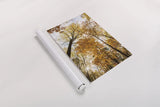 Towering Trees II by Aledanda. shown as a rolled paper print. Available as archival giclee rolled canvas, fine art paper, or poster print. SKU 53650h.