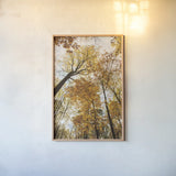 Towering Trees II by Aledanda. shown as a paper print in a natural frame. Available as a archival giclee rolled canvas, fine art paper, or poster print. SKU 53650h.