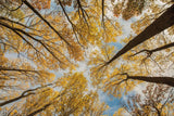 Towering Trees III by Aledanda. SKU 53651i. Archival Giclee Fine art print for wall decor.