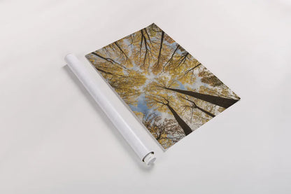 Towering Trees III by Aledanda. shown as a rolled paper print. Available as archival giclee rolled canvas, fine art paper, or poster print. SKU 53651i.