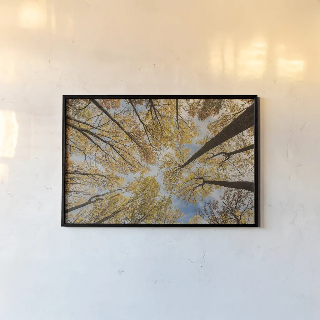 Towering Trees III by Aledanda. shown as a paper print in a black flame. Available as a archival giclee rolled canvas, fine art paper, or poster print. SKU 53651i.