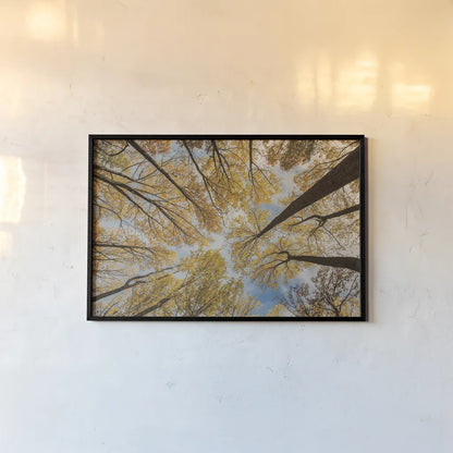 Towering Trees III by Aledanda. shown as a paper print in a black flame. Available as a archival giclee rolled canvas, fine art paper, or poster print. SKU 53651i.