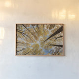 Towering Trees III by Aledanda. shown as a paper print in a natural frame. Available as a archival giclee rolled canvas, fine art paper, or poster print. SKU 53651i.