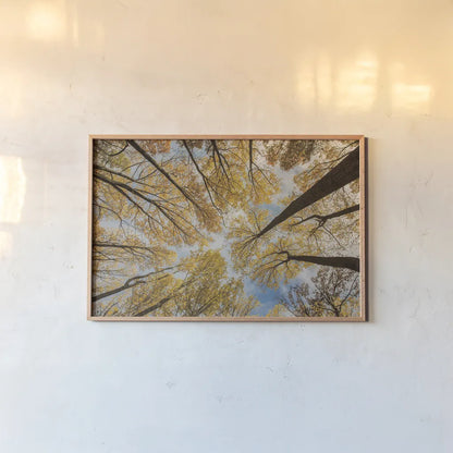 Towering Trees III by Aledanda. shown as a paper print in a natural frame. Available as a archival giclee rolled canvas, fine art paper, or poster print. SKU 53651i.