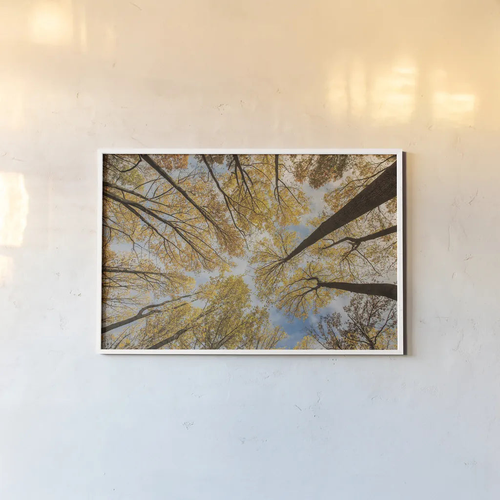 Towering Trees III by Aledanda. shown as a paper print in a white frame. Available as a archival giclee rolled canvas, fine art paper, or poster print. SKU 53651i.