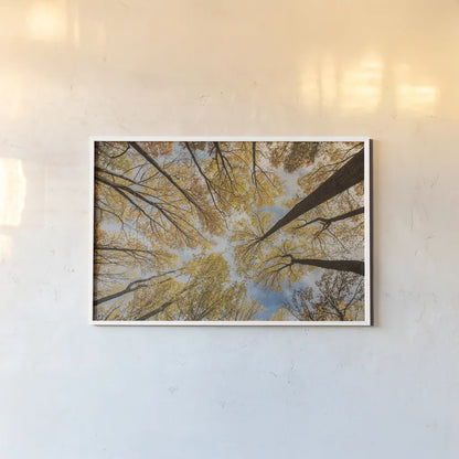 Towering Trees III by Aledanda. shown as a paper print in a white frame. Available as a archival giclee rolled canvas, fine art paper, or poster print. SKU 53651i.