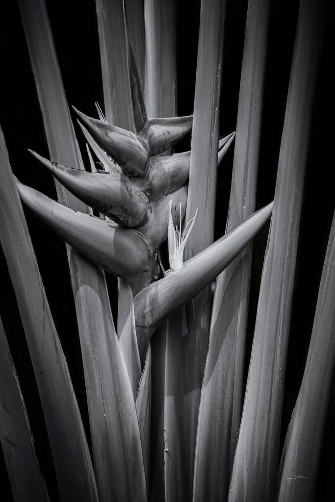 Tropical I by Aledanda. SKU 55240h. Archival Giclee Fine art print for wall decor.