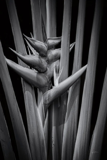 Tropical I by Aledanda. SKU 55240h. Archival Giclee Fine art print for wall decor.