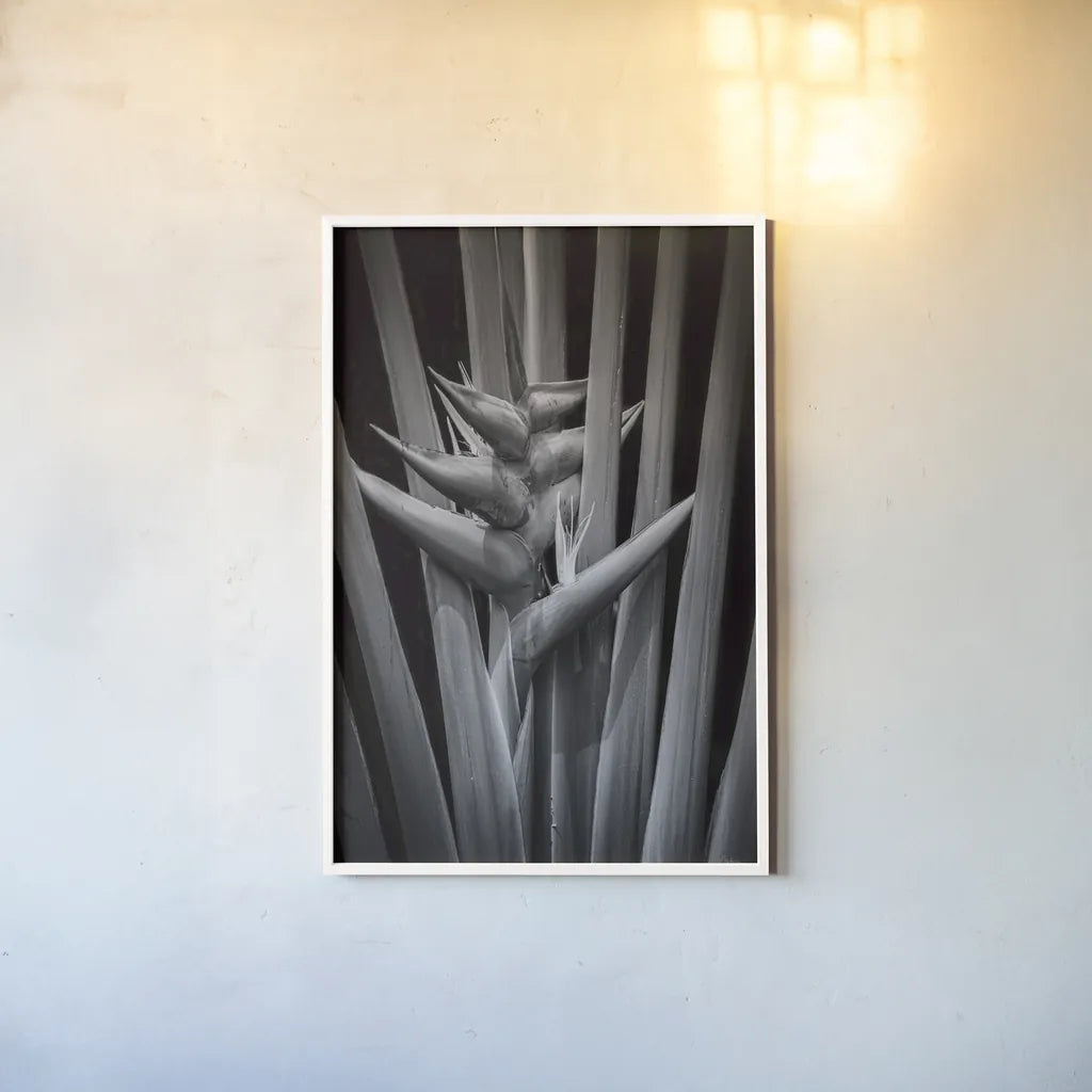 Tropical I by Aledanda. shown as a paper print in a white frame. Available as a archival giclee rolled canvas, fine art paper, or poster print. SKU 55240h.