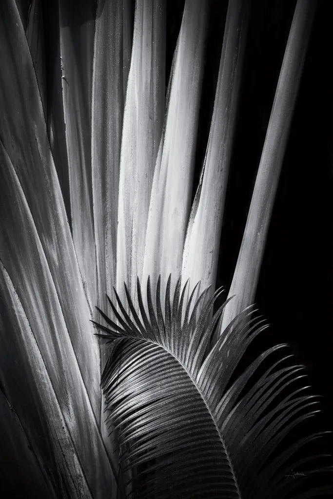 Tropical II by Aledanda. SKU 55241h. Archival Giclee Fine art print for wall decor.