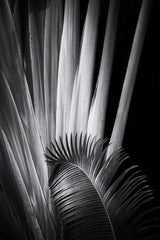 Tropical II by Aledanda. SKU 55241h. Archival Giclee Fine art print for wall decor.