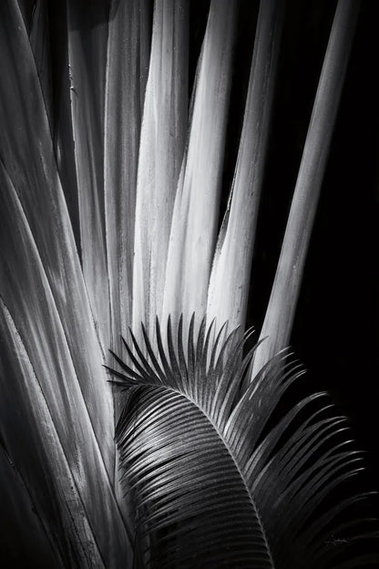 Tropical II by Aledanda. SKU 55241h. Archival Giclee Fine art print for wall decor.