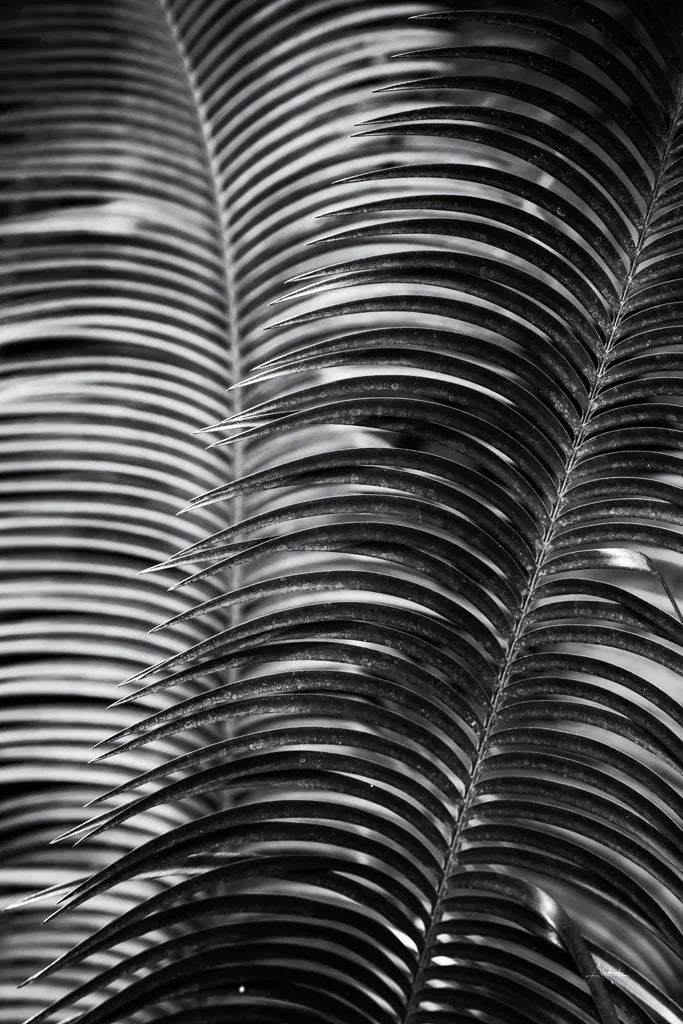 Tropical III by Aledanda. SKU 55242h. Archival Giclee Fine art print for wall decor.