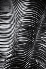 Tropical III by Aledanda. SKU 55242h. Archival Giclee Fine art print for wall decor.