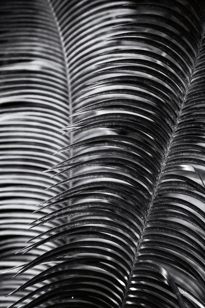 Tropical III by Aledanda. SKU 55242h. Archival Giclee Fine art print for wall decor.