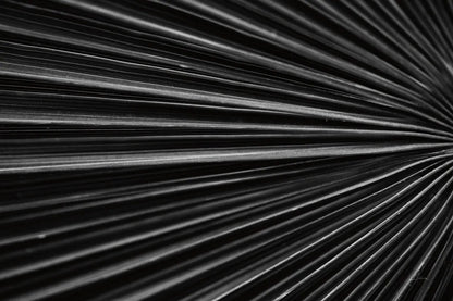 Tropical IV by Aledanda. SKU 55243i. Archival Giclee Fine art print for wall decor.