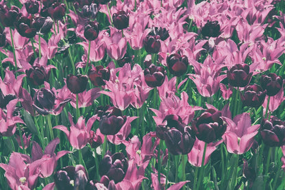 Tulip Botanical by Aledanda. SKU 63219i. Archival Giclee Fine art print for wall decor.