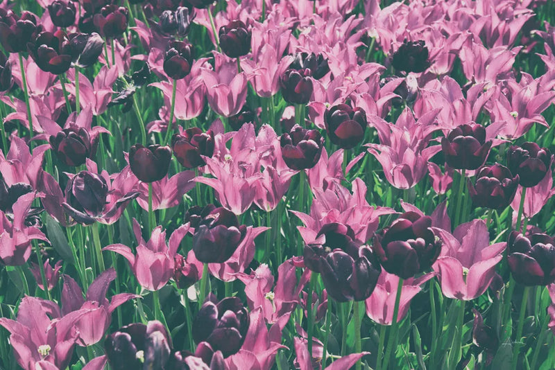 Tulip Botanical by Aledanda. SKU 63219i. Archival Giclee Fine art print for wall decor.