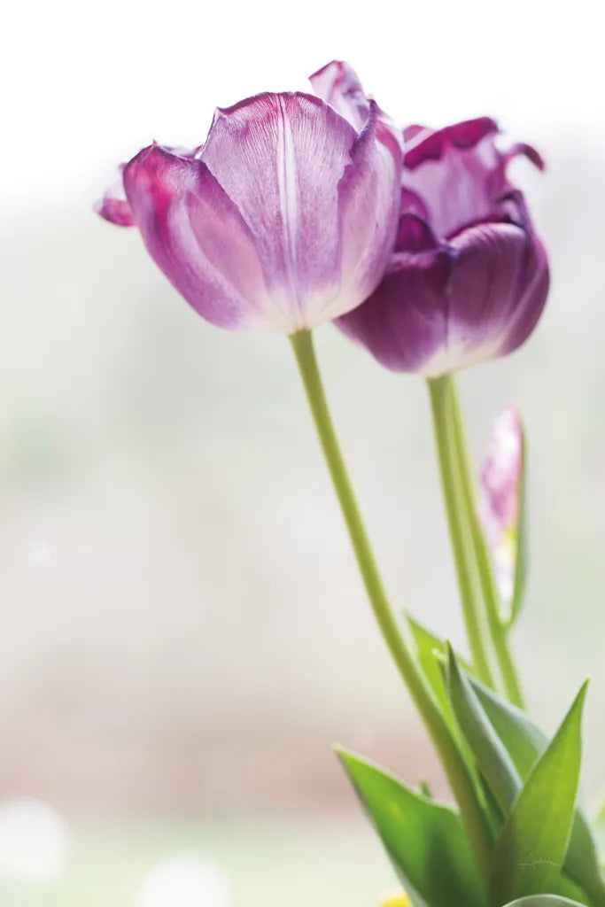 Tulip Time II by Aledanda. SKU 55237h. Archival Giclee Fine art print for wall decor.