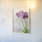 Tulip Time II by Aledanda. shown as a paper print in a white frame. Available as a archival giclee rolled canvas, fine art paper, or poster print. SKU 55237h.