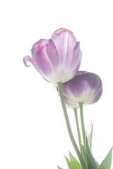 Tulip Time III by Aledanda. SKU 55238h. Archival Giclee Fine art print for wall decor.
