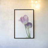 Tulip Time III by Aledanda. shown as a paper print in a black flame. Available as a archival giclee rolled canvas, fine art paper, or poster print. SKU 55238h.