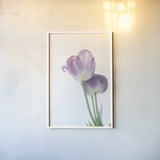 Tulip Time III by Aledanda. shown as a paper print in a white frame. Available as a archival giclee rolled canvas, fine art paper, or poster print. SKU 55238h.