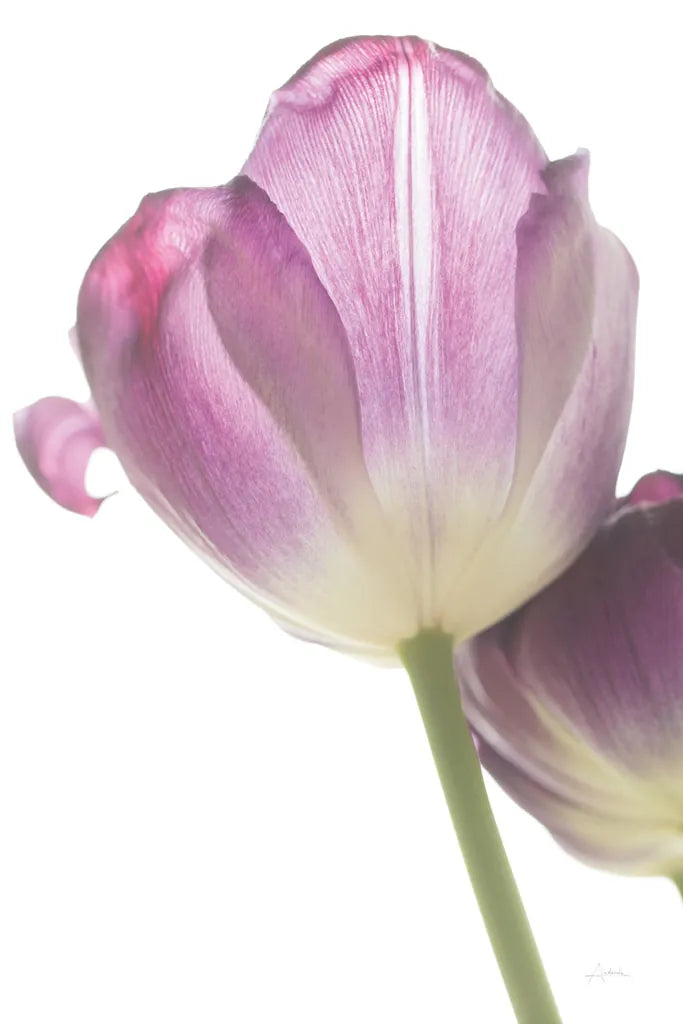 Tulip Time IV by Aledanda. SKU 55239h. Archival Giclee Fine art print for wall decor.