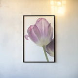 Tulip Time IV by Aledanda. shown as a paper print in a black flame. Available as a archival giclee rolled canvas, fine art paper, or poster print. SKU 55239h.