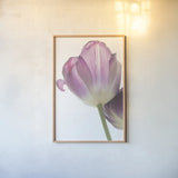 Tulip Time IV by Aledanda. shown as a paper print in a natural frame. Available as a archival giclee rolled canvas, fine art paper, or poster print. SKU 55239h.
