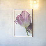 Tulip Time IV by Aledanda. shown as a paper print in a white frame. Available as a archival giclee rolled canvas, fine art paper, or poster print. SKU 55239h.