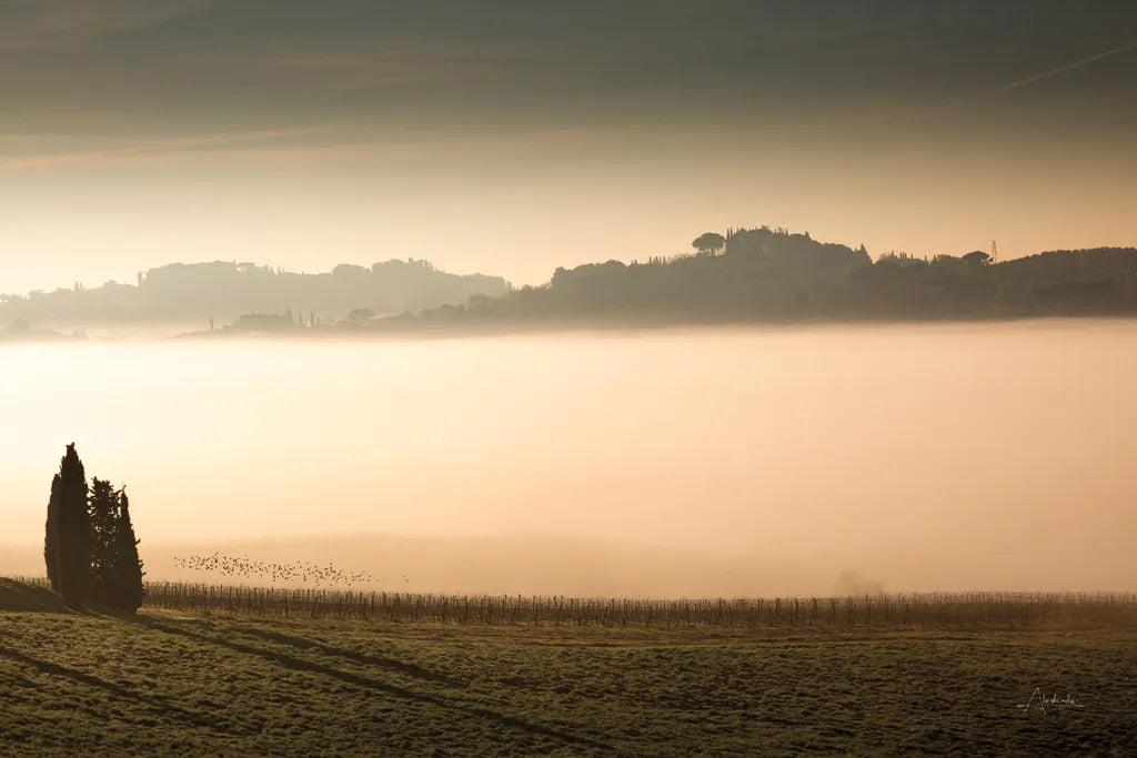 Vineyard Fog by Aledanda. SKU 72742i. Archival Giclee Fine art print for wall decor.