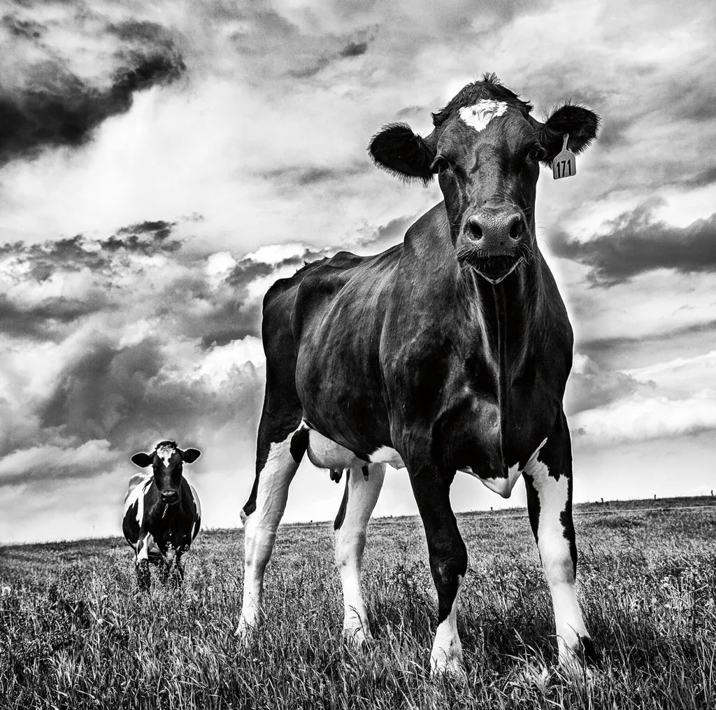 Waiting BW Crop by Aledanda. SKU 38312a. Archival Giclee Fine art print for wall decor.