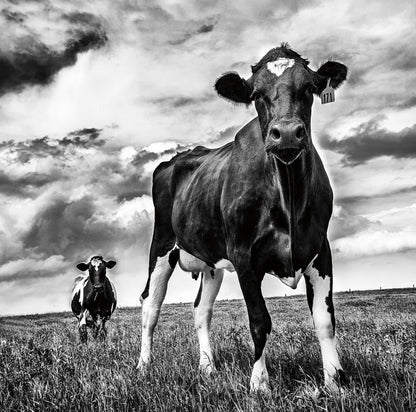 Waiting BW Crop by Aledanda. SKU 38312a. Archival Giclee Fine art print for wall decor.