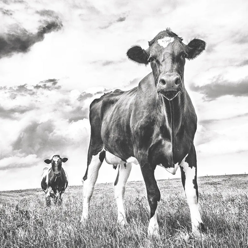 Waiting BW Light Crop by Aledanda. SKU 41192a. Archival Giclee Fine art print for wall decor.